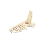 Anatomisches Fußmodell SKELETTFUSS